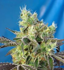 Do-Sweet-Dos by Sweet Seeds