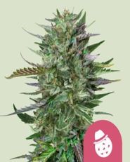 Do-Si-Dos Feminized by Royal Queen Seeds