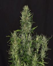 Dosidos Auto by Kannabia