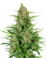 Double Kush Cake Auto by Sensi Seeds