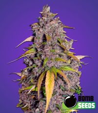 Double Purple Bomb Seeds