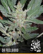 Dr Feelgood Auto Feminized by Short Stuff Seeds