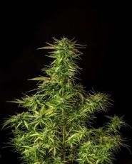 Dosidos Feminized by Kannabia