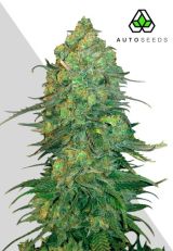 Durban Poison Auto by AutoSeeds