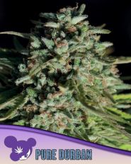 Pure Durban Feminized by Anesia Seeds