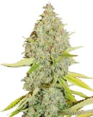 Durban Poison Autoflower by MSNL Seeds