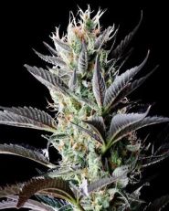 Dutch Blue Automatic Feminized by Spliff Seeds