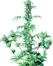 Early Girl Regular by Sensi Seeds