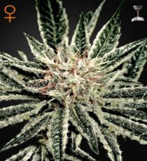 El Nino Feminized Marijuana Seeds