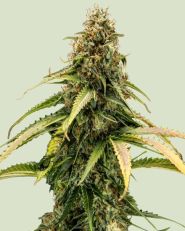 Epsilon F1 Auto by Royal Queen Seeds