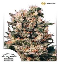 Euforia by DP Seeds