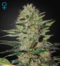 Exodus Cheese Auto Feminized Marijuana Seeds