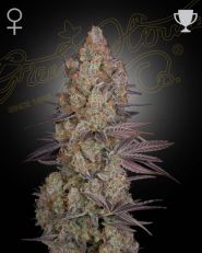 Exodus Cheese Feminized by Green House Seeds