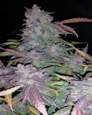 Fastberry by Fast Buds