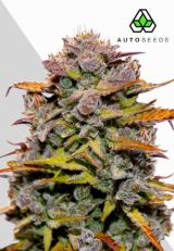 Fat Bastard Autoflower By Auto Seeds