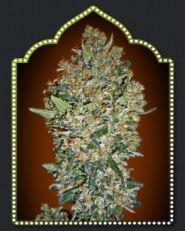Fem Collection #1 Feminized by OO Seeds