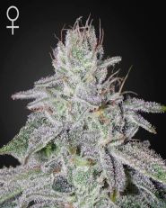 Franco's Lemon Cheese Feminized by Green House Seeds