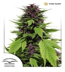 Frisian Duck by DP Seeds