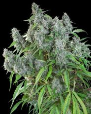 Frosty Friday Regular by Super Sativa Seed Club