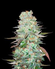 G14 by Fast Buds 