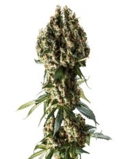 Grandaddy Purple Feminized by Blimburn
