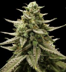 Gelato Feminized 