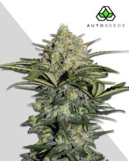 GG4 Autoflower 