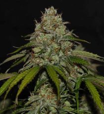 Ghost Train Haze Feminized 