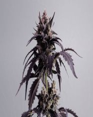 Ginger Punch Auto by Kannabia