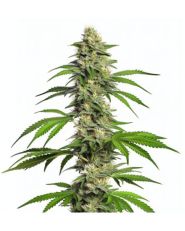 Girl Scout Cookies Autoflower by Blimburn