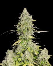 Girl Scout Cookies by Fast Buds