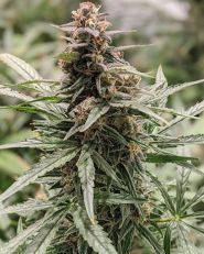 Girl Scout Cookies by Growers Choice