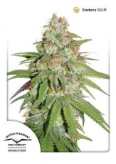 Glueberry O.G Feminized - Dutch Passion