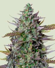 GOAT'lato Auto by Royal Queen Seeds