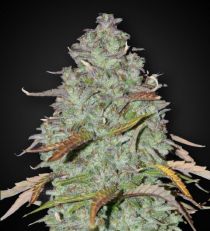 Gorilla Cookies Fem 