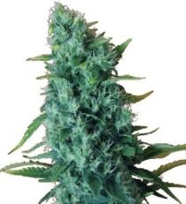 Gorilla Infested Gelato Auto aka GGG2 by Dr Krippling Seeds