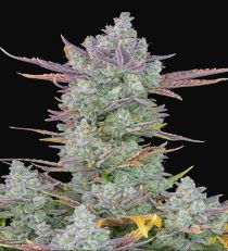 Gorilla Cookies Auto by Fast Buds 