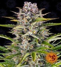 Gorilla Zkittlez Auto - Barney's Farm