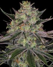 Gorilla Zkittlez Feminized by Barney's Farm