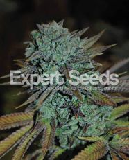 Gorilla Glue #4 Feminized - Expert Seeds