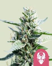 Granddaddy Purple Feminized by Royal Queen Seeds
