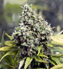 Grapefruit by Female seed