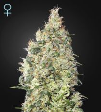 Great White Shark CBD Feminized Marijuana Seeds