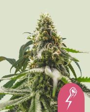 Green Crack Punch Feminized by Royal Queen Seeds