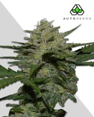 Girl Scout Cookies Autoflower