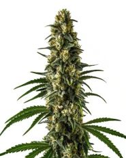 Girl Scout Cookies Feminized by Blimburn 