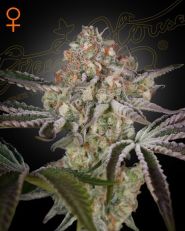 Great White Shark Feminized by Green House Seeds 