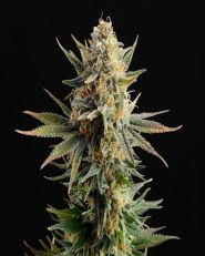 Gypsy Kush Feminized by Kannabia