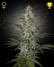 Hawaiian Snow Feminized by Green House Seeds