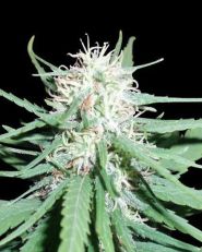 Haze # 1 Regular - Spliff Seeds